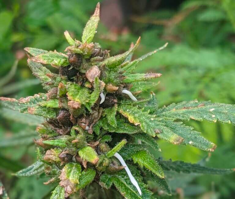 La viviparidad o germinación prematura de semillas de cannabis
