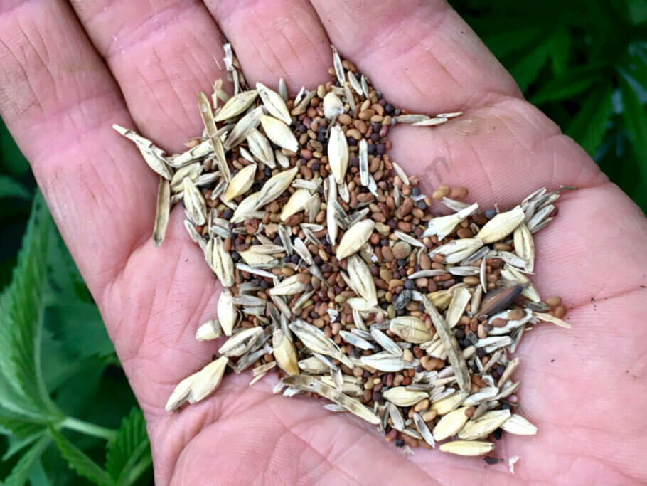 Una mezcla de cultivos de cobertura que incluye semillas de trébol, alfalfa, mostaza y cebada