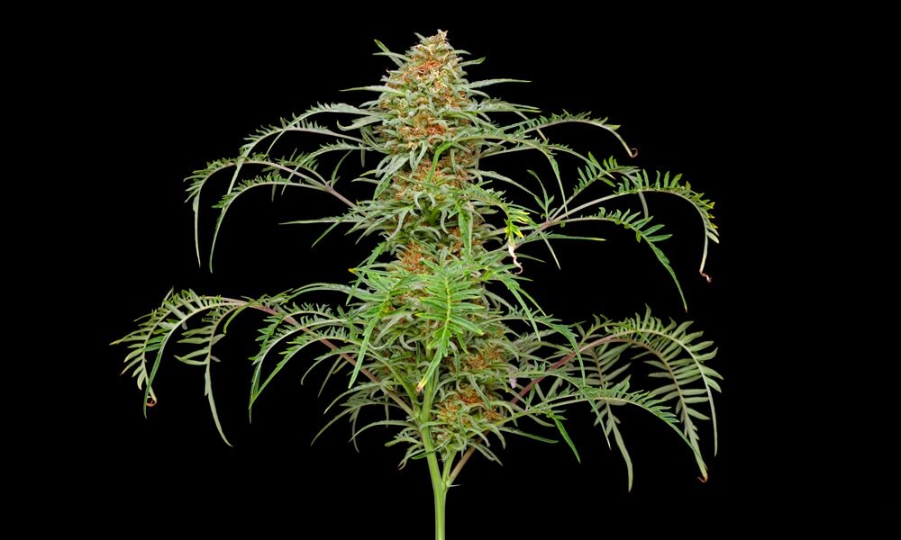 Las variedades de cannabis más extrañas de nuestros bancos de semillas