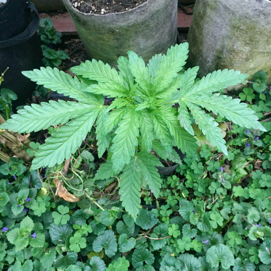 Una joven planta de cannabis crece felizmente en una mezcla de cultivos de cobertura de hiedra y trébol