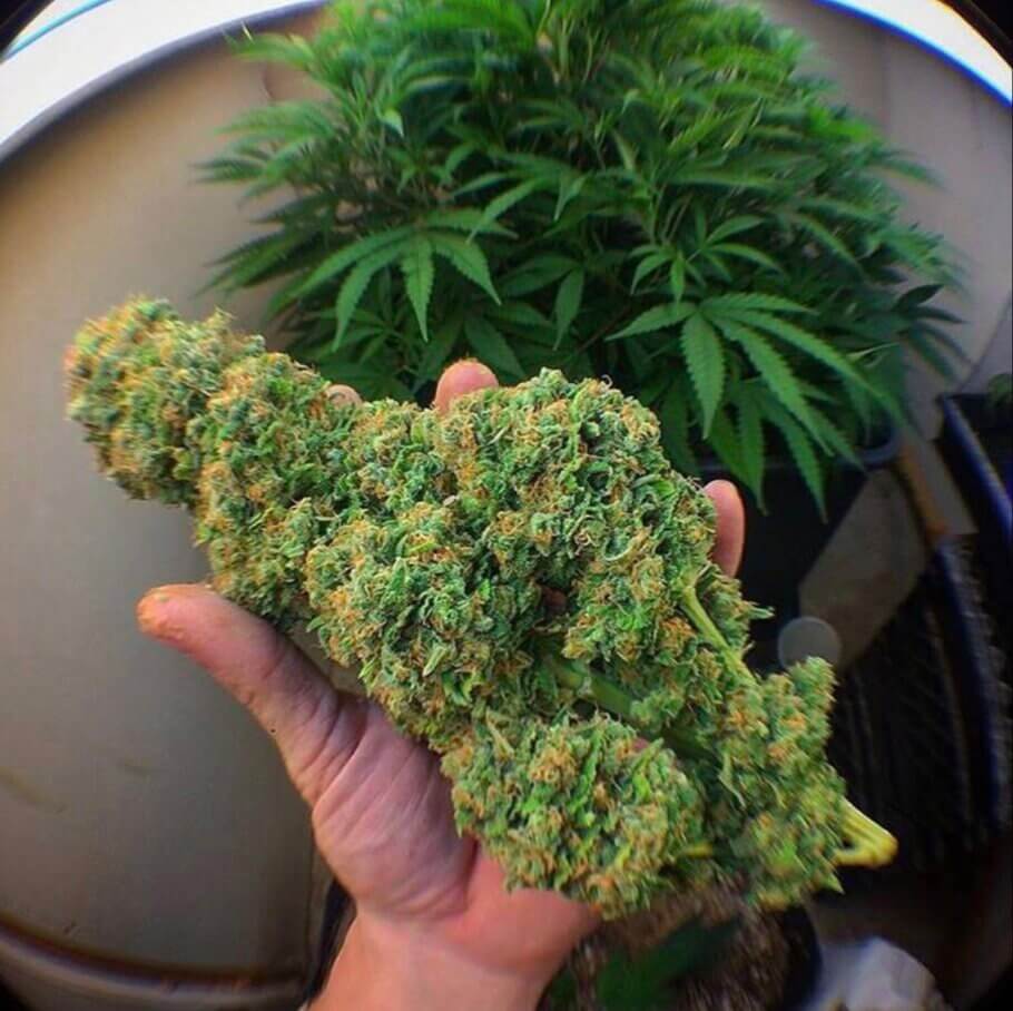 In green porn, fist-sized buds are unquestionably king.