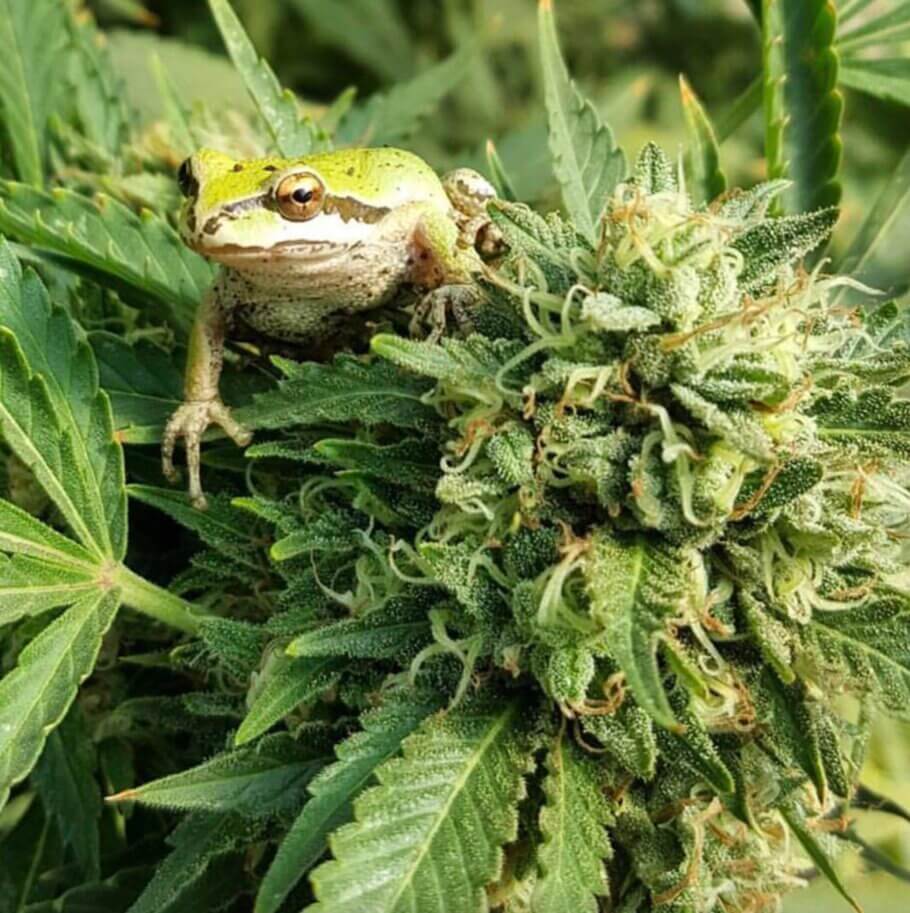Fotos de cannabis con animales salvajes, la perfecta sinergia entre cannabis y naturaleza