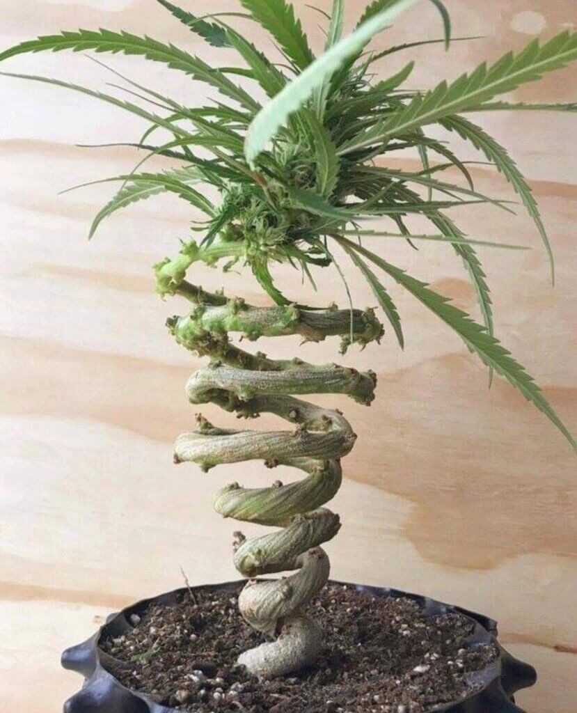 Las plantas entrenadas para hacer cosas imposibles también son un ‘must’ del porno verde