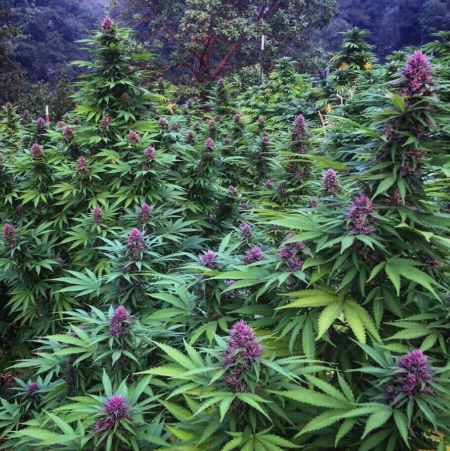 The colours of cannabis in nature, another recurring theme with many fans