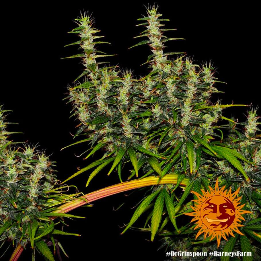 Dr Grinspoon, a true "old-school" sativa with a totally bizarre appearance