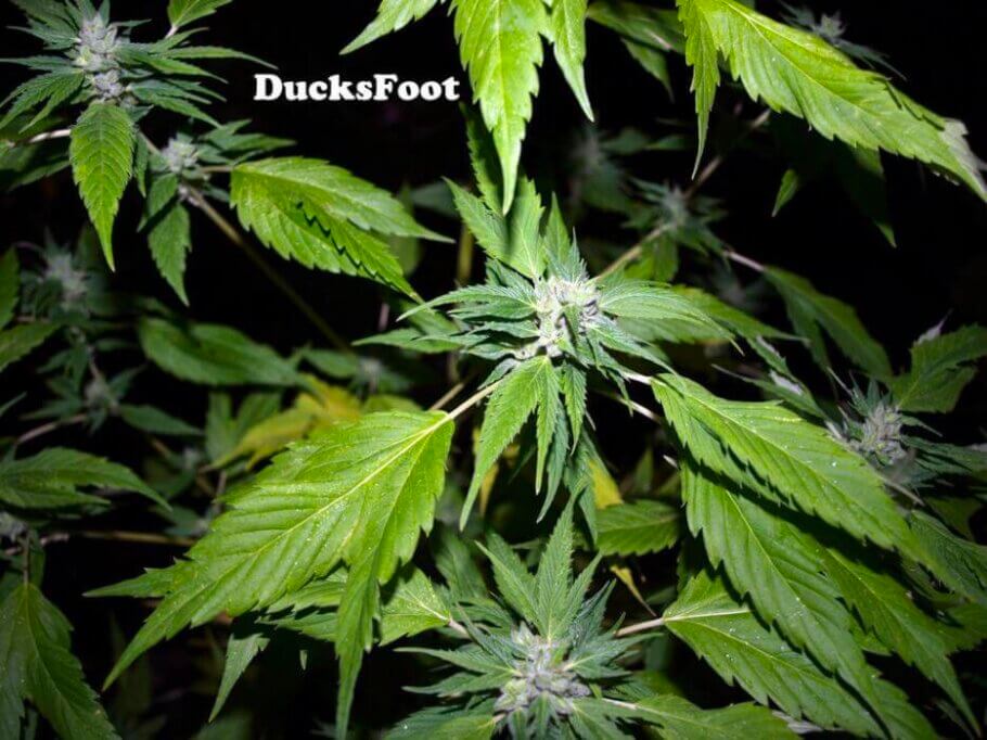 DucksFoot, una variedad de marihuana famosa en Australia por su sorprendente follaje
