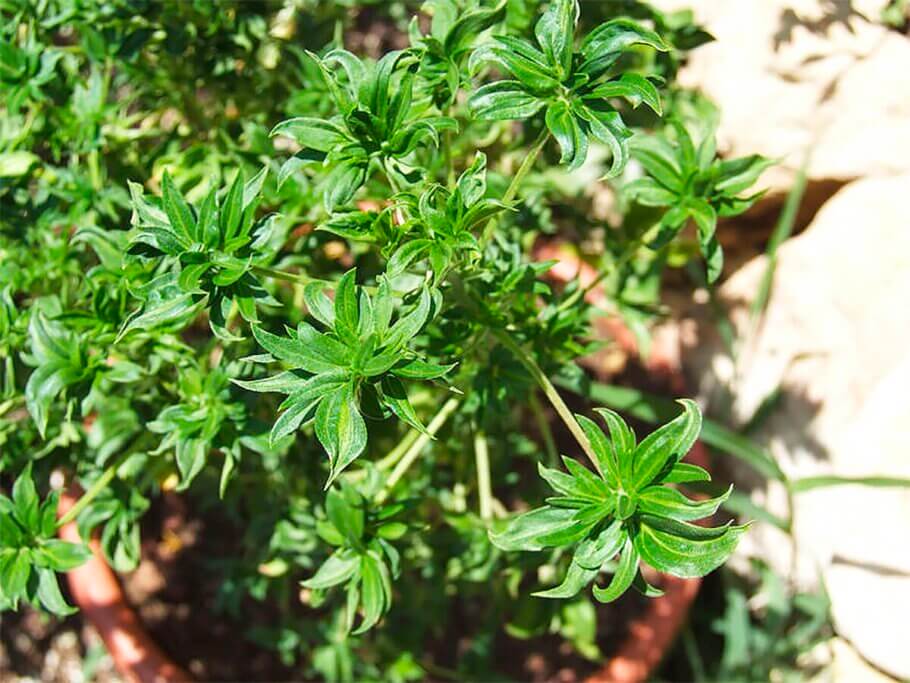 ABC és varietat de cànnabis ultra sigil·losa i poc coneguda que creix per tota Austràlia. Podries estar conreant marihuana al teu pati posterior i ni tan sols saber-ho!