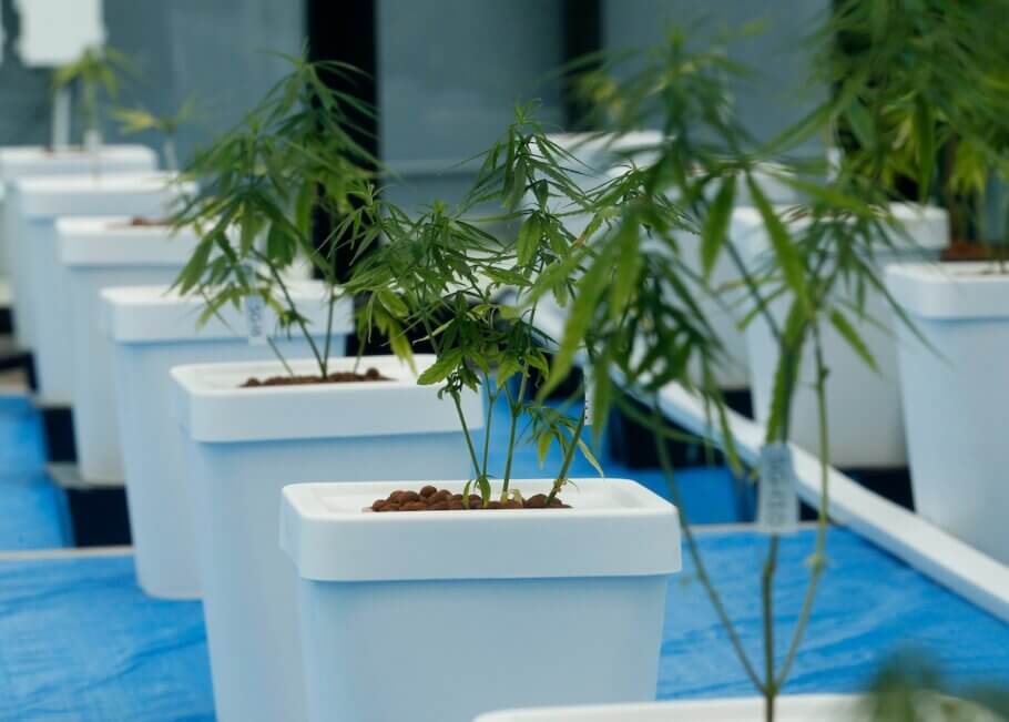 Cannabis plants in containers during the press conference "Medicinal Cannabis in Thailand" organised by the government's Public Relations Department