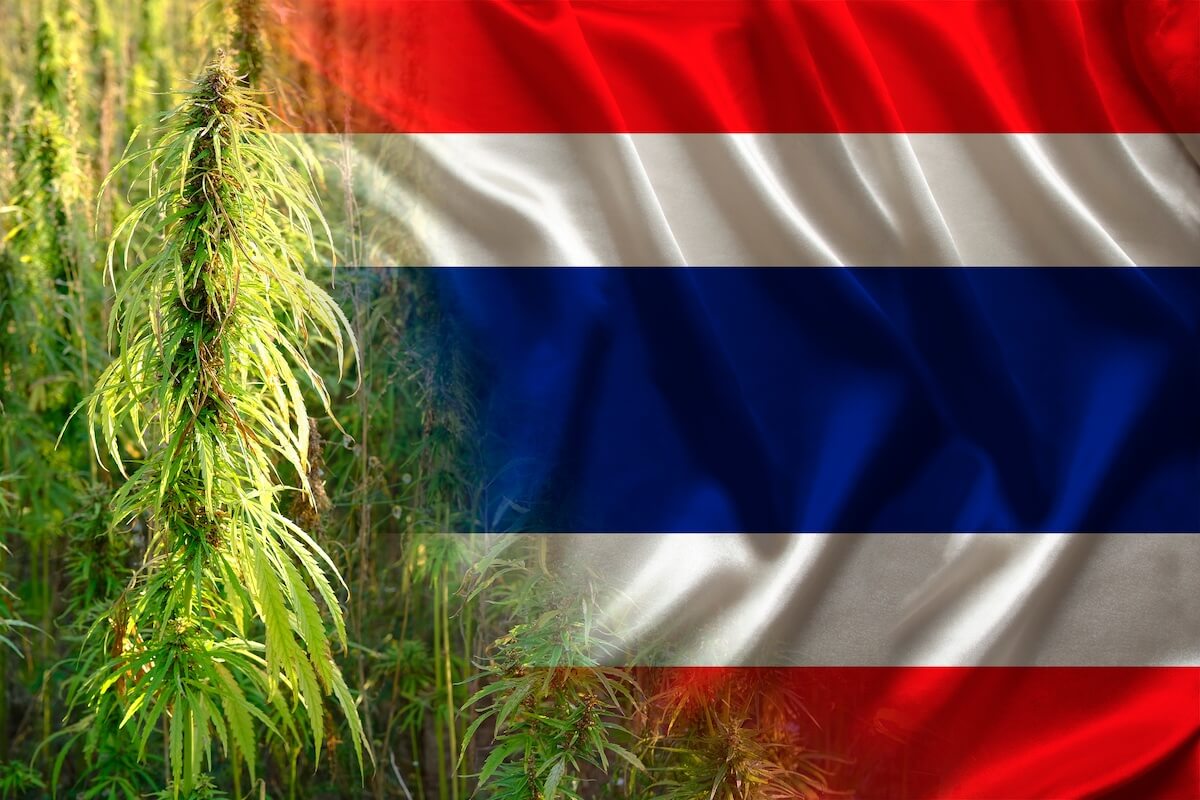 Tailandia regalará 1 millón de plantas de cannabis para el autocultivo doméstico