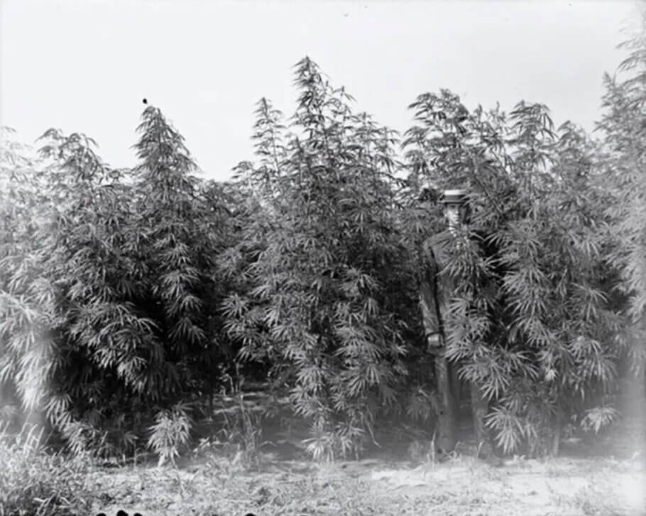 Un home vestit amb un vestit i un barret de palla dempeus entre plantes de cànem en un camp. Wisconsin, 1912