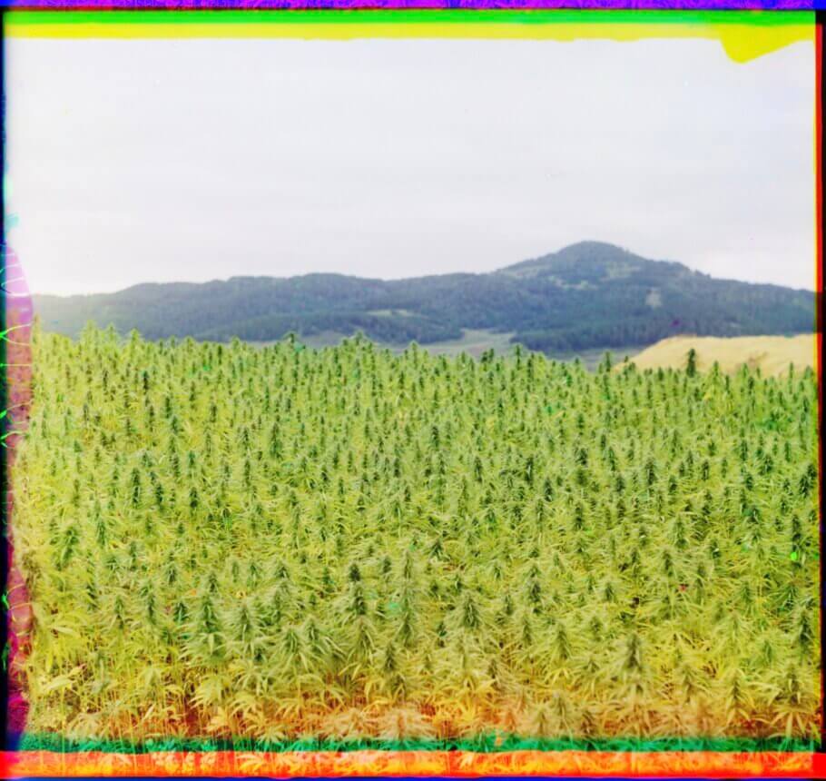 Campo de cannabis en Rusia, 1910. Foto tomada por el fotógrafo ruso Sergei Mikhailovich Prokudin-Gorskii (tomada en Rusia a lo largo del ferrocarril Samara-Zlatoust en el valle del río Sim) y revelada con su proceso de fotografía en tres colores
