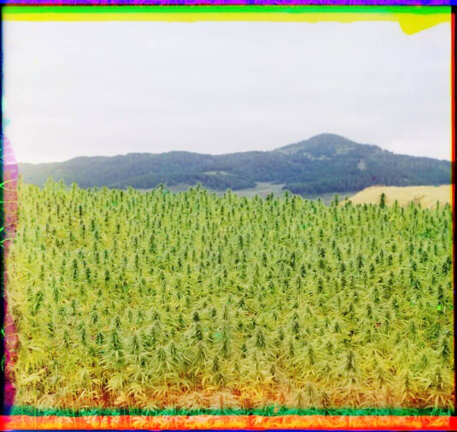 Cannabis field in Russia, 1910. Photo by Russian photographer Sergei Mikhailovich Prokudin-Gorskii (taken in Russia along the Samara-Zlatoust railway, in the Sim River valley) and developed with his three-color photography process