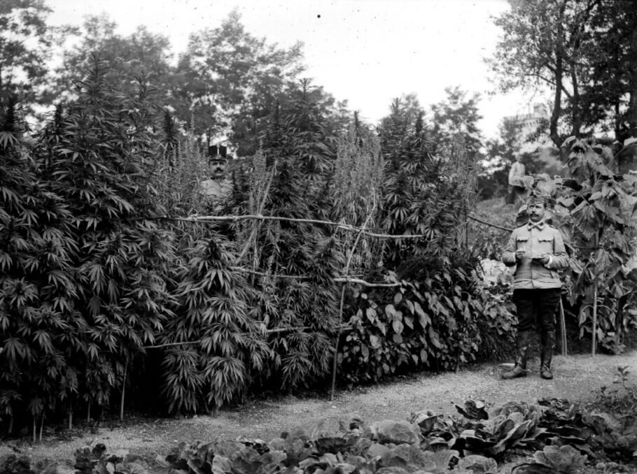 Jardí de cànnabis cuidat per presoners de guerra italians sota el control de l'Imperi Austro-Hongarès al Castell de Ljubljana​, Àustria (actual Eslovènia) durant la Primera Guerra Mundial, 1915-1919