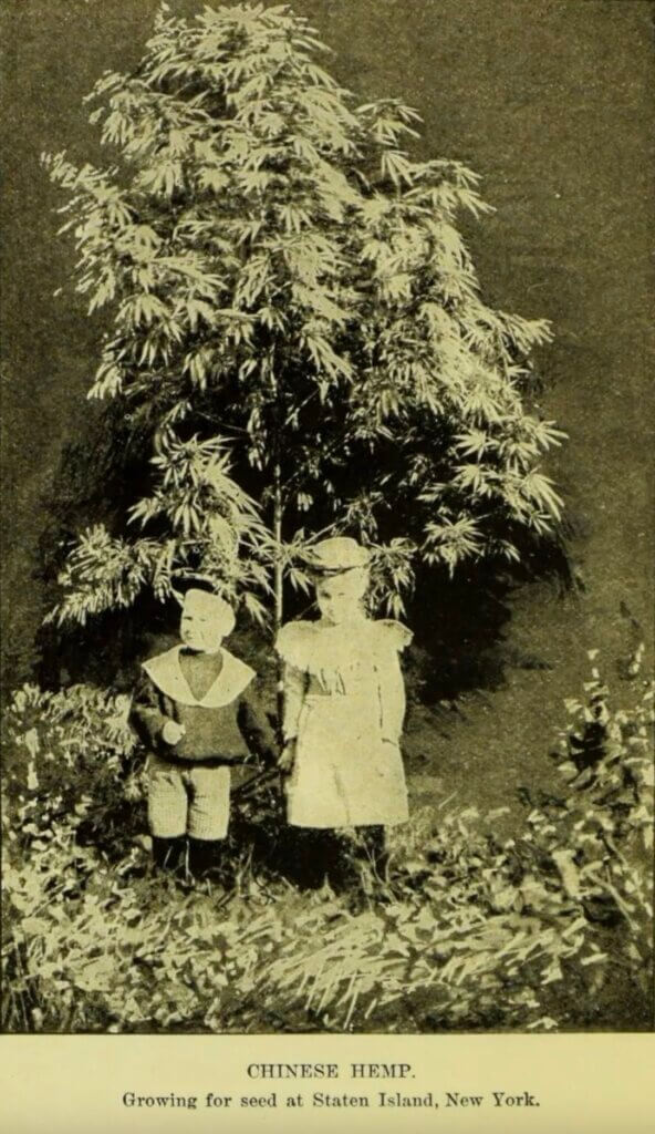 Dos niños pequeños frente a una planta de marihuana china. Nueva York, 1900