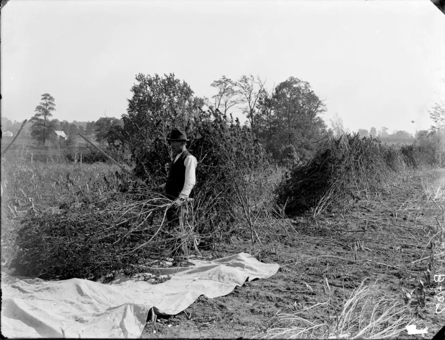 Unidentified man removing seeds from hemp plants, Kentucky, 1901