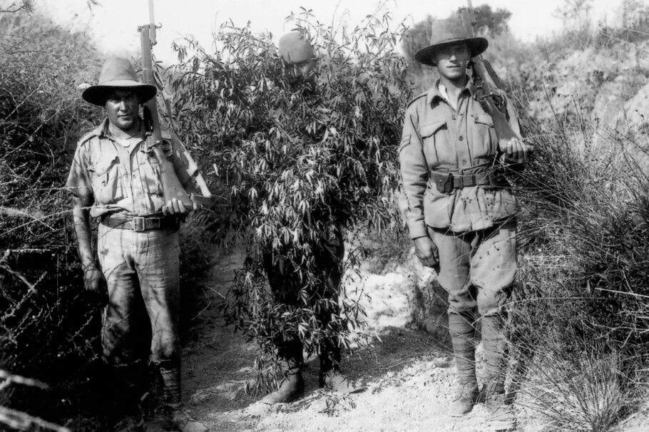 Combatents australians posen amb un franctirador turc capturat disfressat d'arbust de cànnabis. Península de Gallipoli, Turquia, 1916