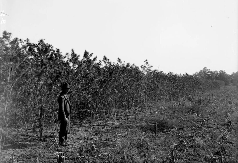 Japanese hemp field grown at the University of Kentucky Agricultural Experiment Station. Lexington, Kentucky 1901