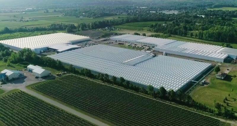 Weed replaced peppers at the world's largest cannabis farm in Langley, British Columbia.