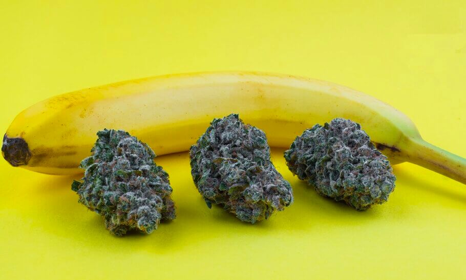 High in the misty Santa Cruz Mountains of California, Utopia Farms grows a tasty and fiercly potent variety: Chiquita Banana.