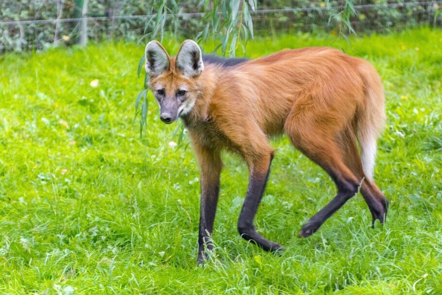 Un lobo de crin en cautividad, caminando sobre la hierba