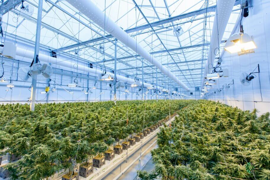 The management of commercial cultivation spaces should be carried out by trained people (Photo: Richard T | The CBD).
