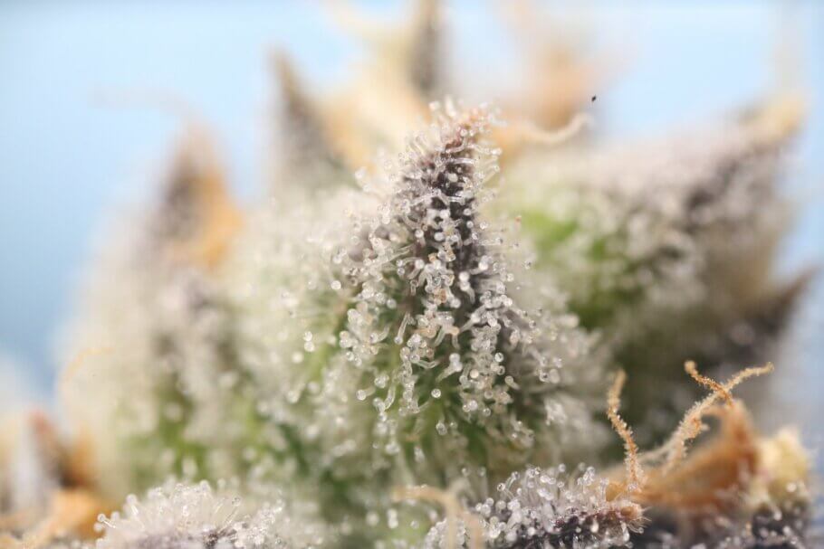 Cannabinoids and terpenes are contained within the resin glands (Photo: Ryan Lange).