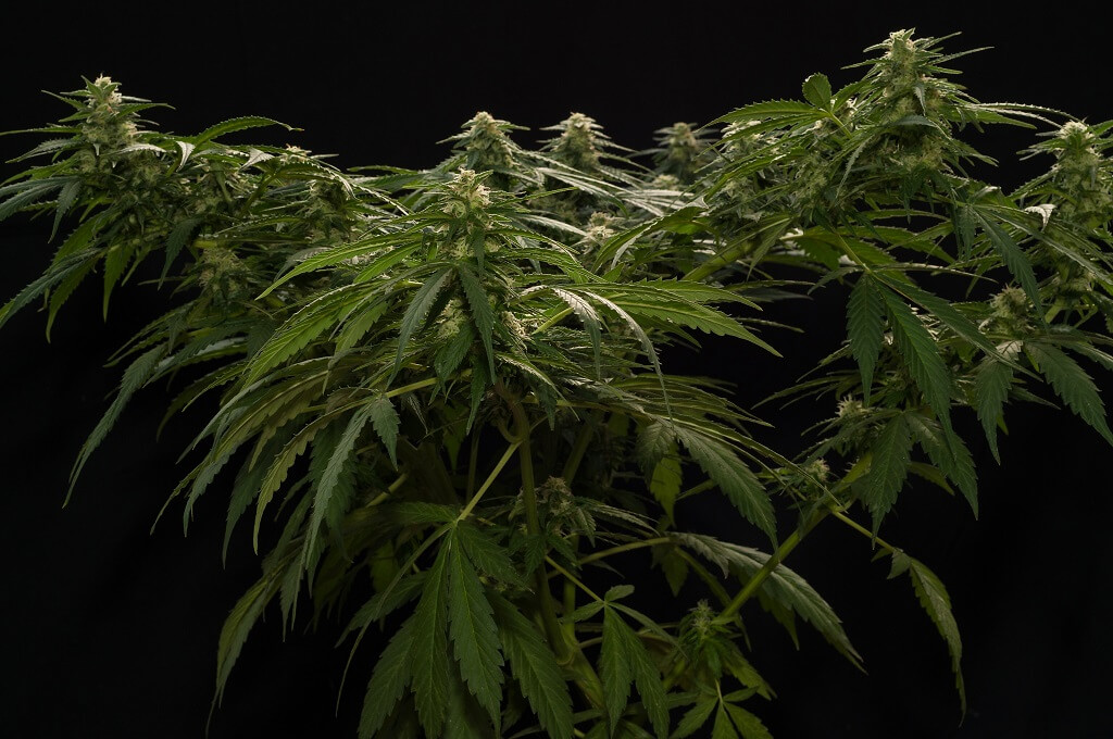 Cultivo de cannabis y supercropping