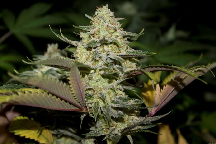 Stardawg by Top Dawg Seeds is a cross of Chem 4 (Reunion Pheno) x Tres Dawg (Photo: NthMan at seedfinder)