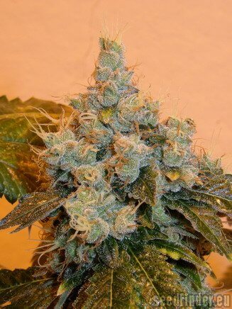 Imagen de Skunk VA de su clon Chem'91 (Foto: pupilfam en seedfinder)