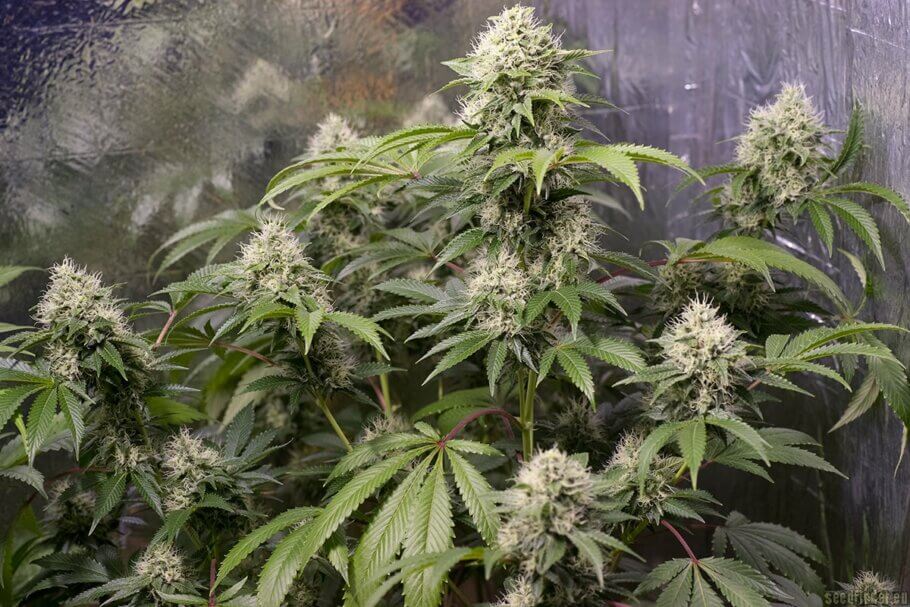 Chemdog is a true queen of indoor cannabis grows (Photo: mulumulu on seedfinder)