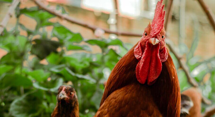 Lo que nos lleva a preguntarnos, ¿se "colocaron" las gallinas?