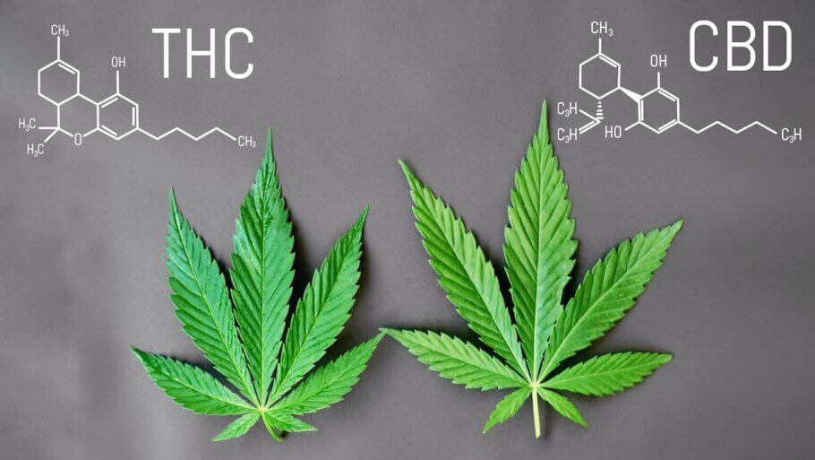 El THC y el CBD son los cannabinoides de mayor presencia en las plantas de marihuana