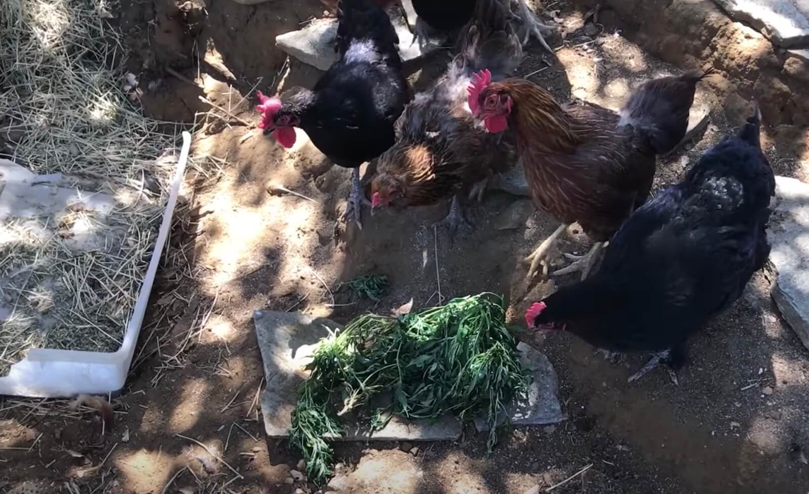 Cannabis para los pollos: ¿La última revolución en la granja?