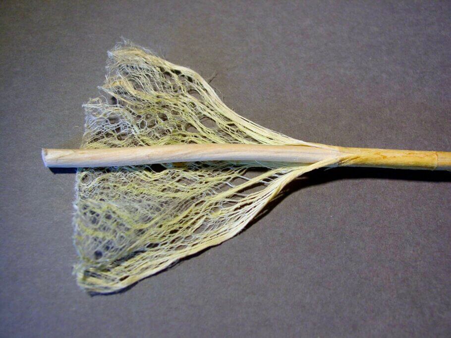 Tallo de cannabis que muestra las fibras