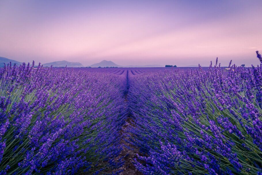 The aroma of linalool is often associated with that of lavender (Photo: Antony BEC)