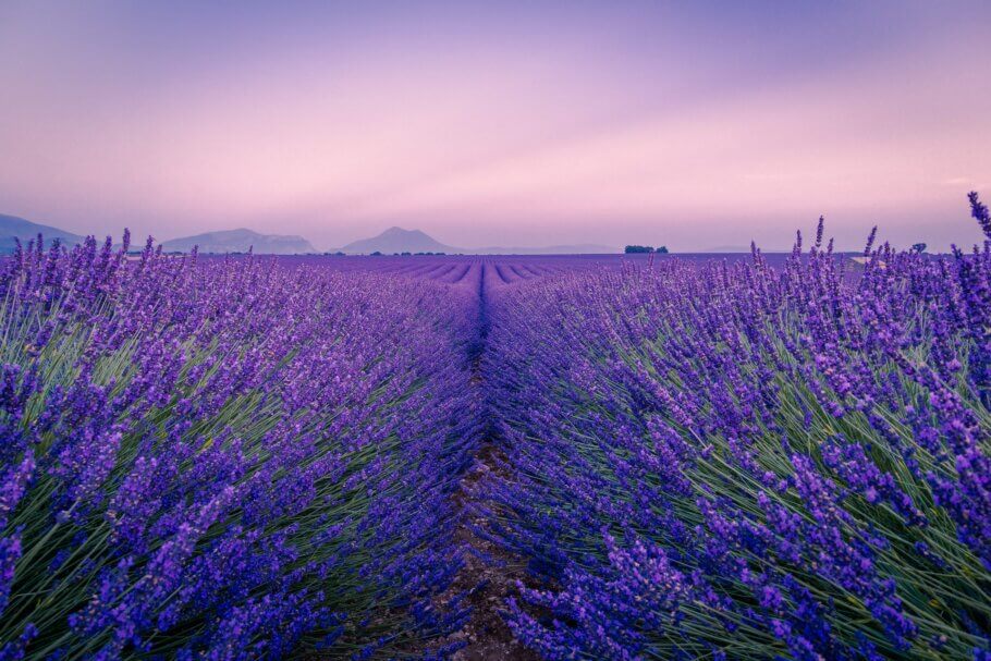 A menudo se asocia el aroma a linalool con el de lavanda (Foto: Antony BEC)