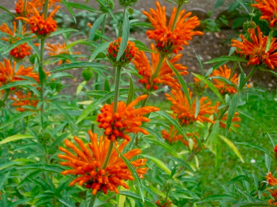 'Leonotis leonurus' is its scientific name. It's also known as lion's tail, but in the weed world it is more popular as 'wild dagga', wild cannabis.