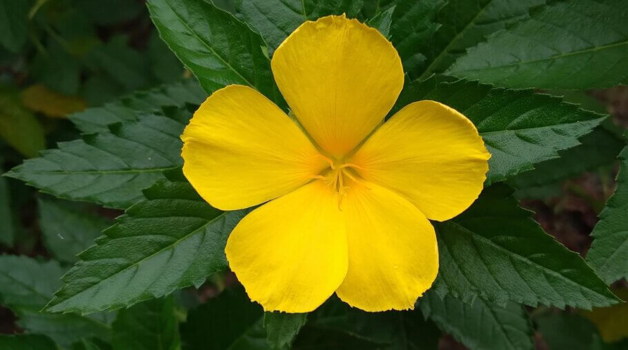 La damiana produce flores amarillas brillantes y atractivas, que eventualmente dan paso a frutos parecidos a higos 