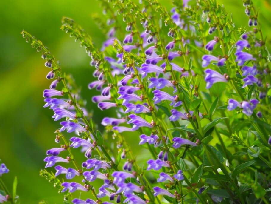 It thrives in bogs and is native to the northern hemisphere; it is a beautiful green plant with bright purple flowers and is part of the mint family.