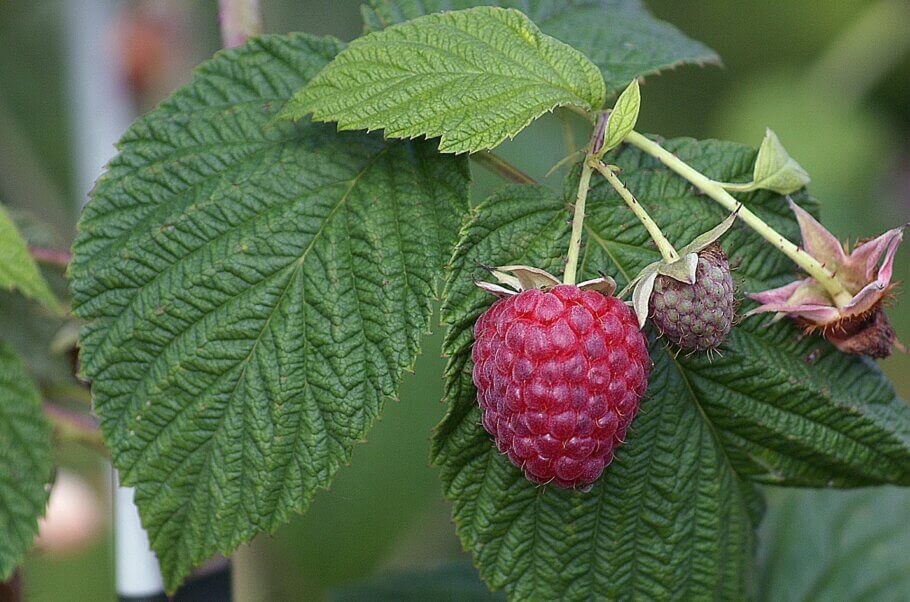 Veteran smokers enjoy the texture that raspberry leaf adds to every toke and find it a satisfactory substitute for tobacco.