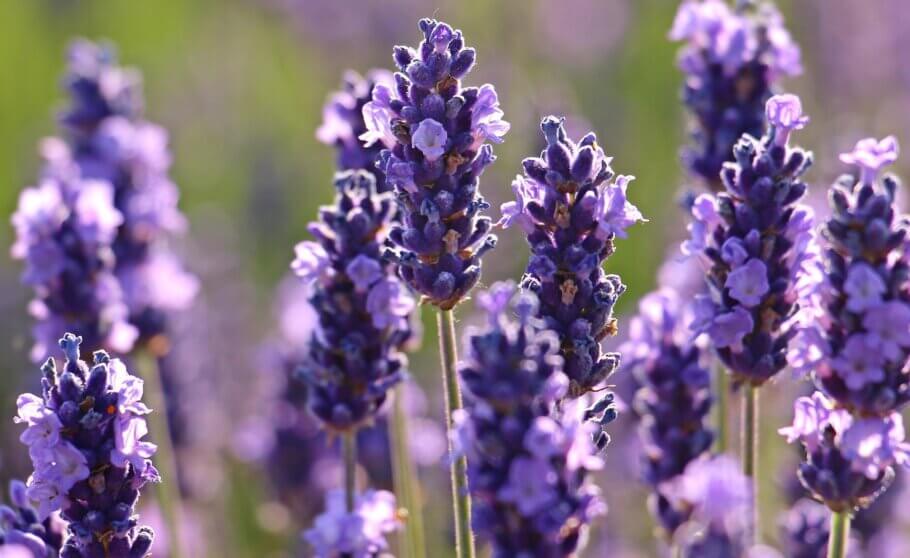 Native to the Mediterranean, lavender is most famous for its relaxing and comforting aroma, but can also be enjoyed in a smoking blend.