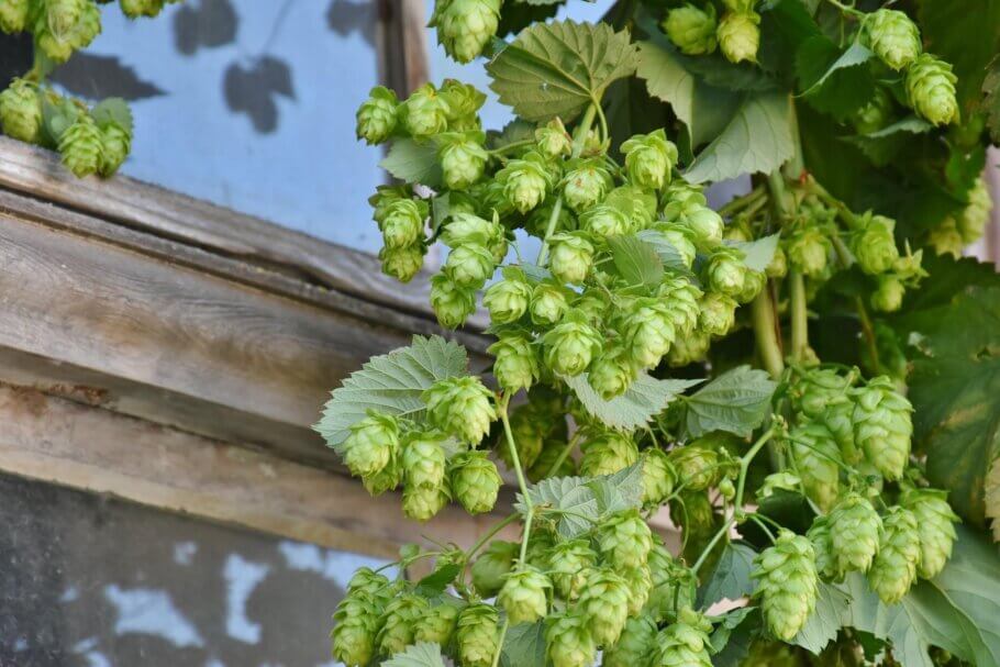 Hops have a long and proven history of medicinal use, being used mainly for their calming effect on the body and mind.