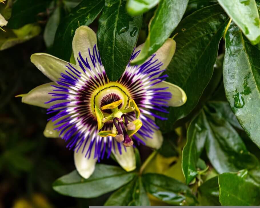 Una de las plantas más bonitas de la medicina tradicional, las flores moradas de la pasiflora pueden ser tan embriagadoras como parecen