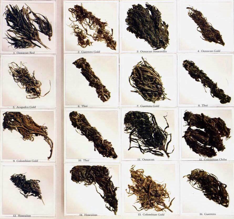 Estas muestras de flores de cannabis de los años 70 atestiguan que las cosas han cambiado, y mucho