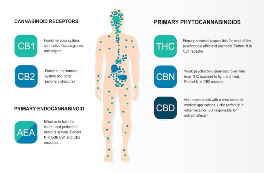 Ubicación de los receptores cannabinoides en el cuerpo humano