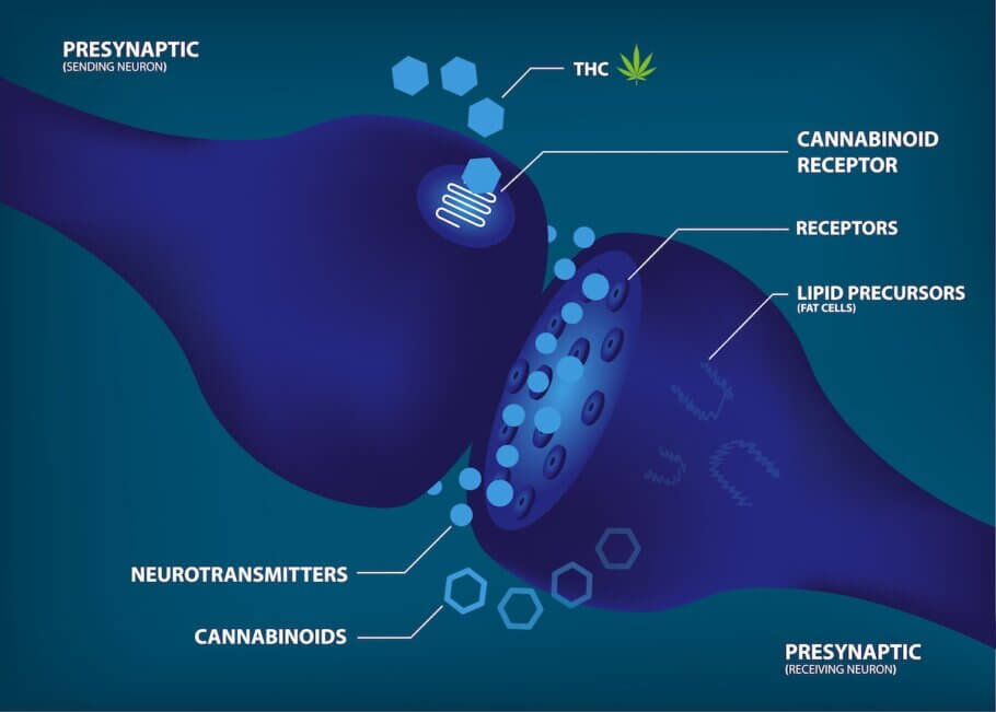 Esquema del sistema de señalización celular entre receptores y cannabinoides 