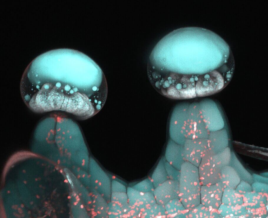 Imagen de microscopía multifotónica de los tricomas glandulares en las plantas de cannabis