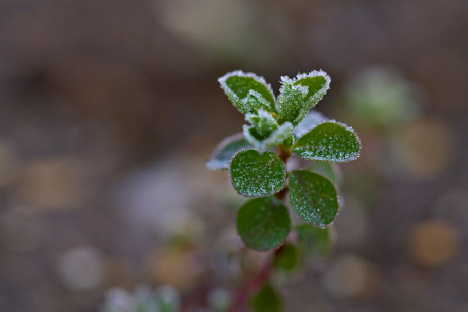Algunas plantas necesitan el frío del invierno para poder florecer en primavera (Foto: Peter Stenzel)