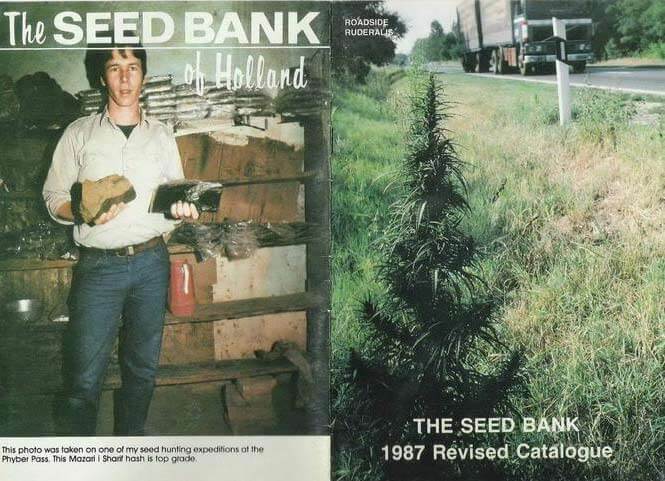 Esta foto es historia del cannabis: catálogo de The Seed Bank de 1987, con Neville posando con dos rocas de hachís afgano