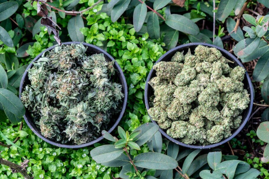 Try smoking the buds straight from the plant instead of smoking the same buds after they have dried/cured - the best way to understand the difference is to try it for yourself!